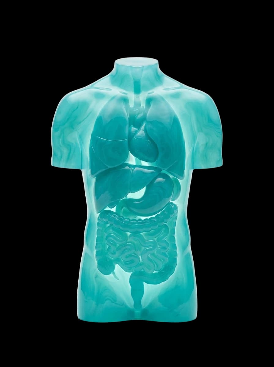 Medicina Interna — torso com órgãos internos